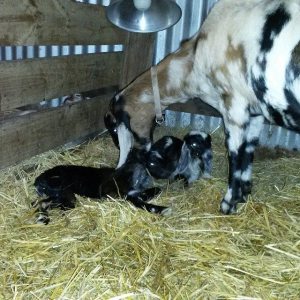Juno with her newborn twins